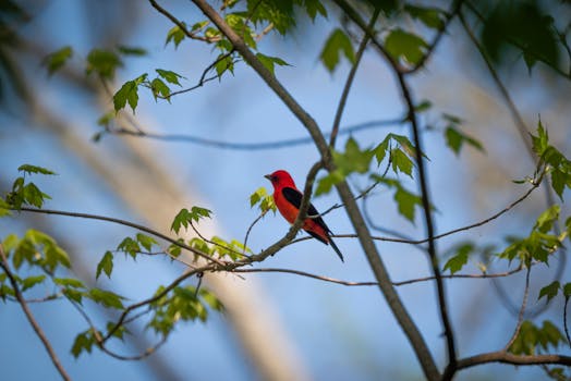 Decoding the Power of a Behavior Renewal System