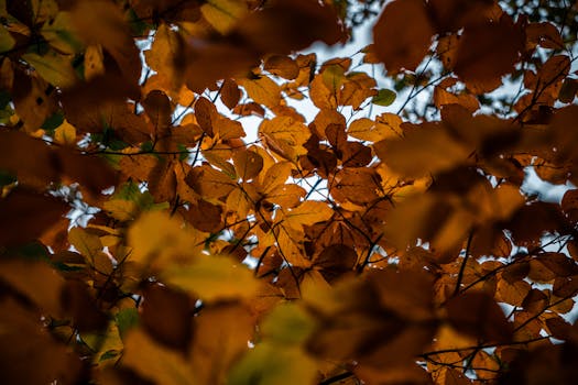 Beyond the Filter: Making Smart Air Purifiers Work for You